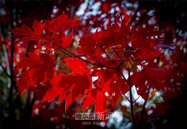 综合色久七七综合七七