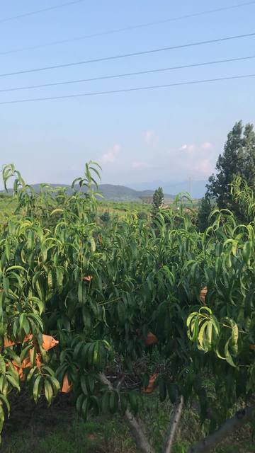 国产影视大全海报